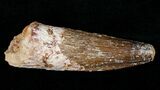 Monster Spinosaurus Tooth #16109-1